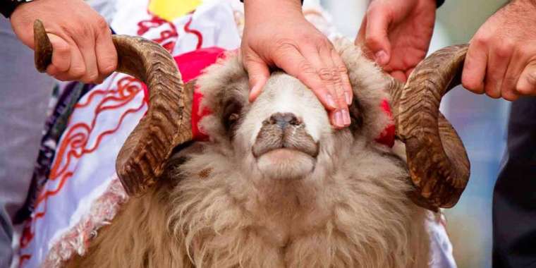 120 мың. Қой бағасы аспандап тұр