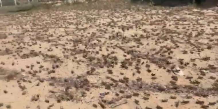 БҚО-да 120 мың гектар жерді шегіртке басты