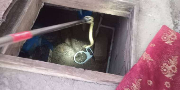 Жыландар үйлерге кіріп кеткен – құтқарушылар шұғыл әрекет етті