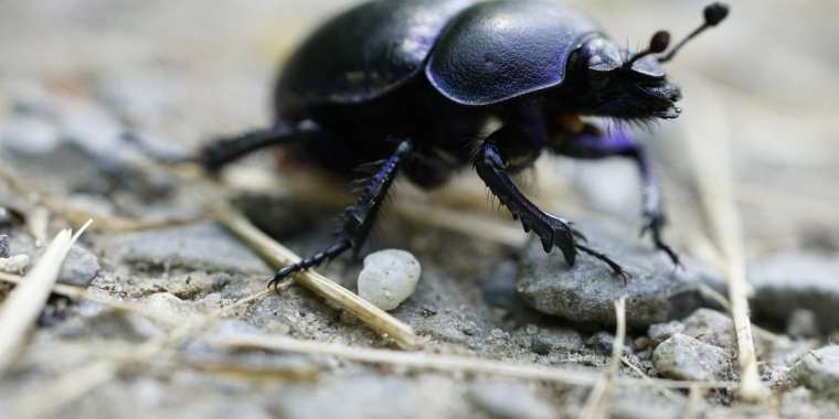 Маңғыстау облысында қара қоңыз қаптады