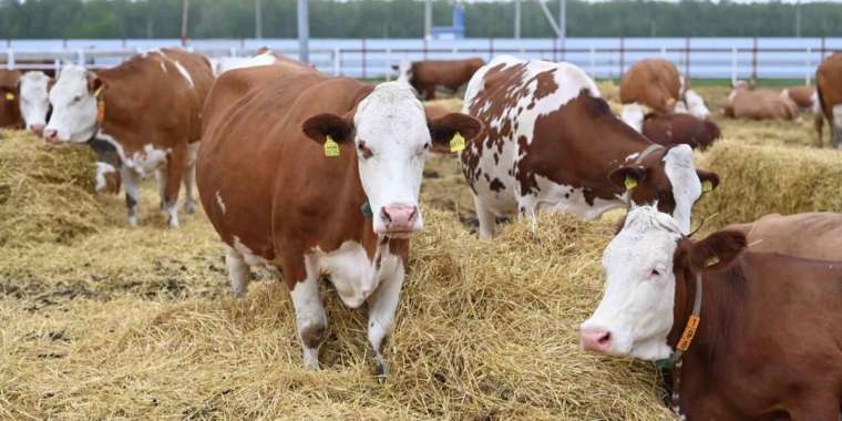Түркістан облысы әкімдігі малдың қырылу дерегіне байланысты пікір білдірді
