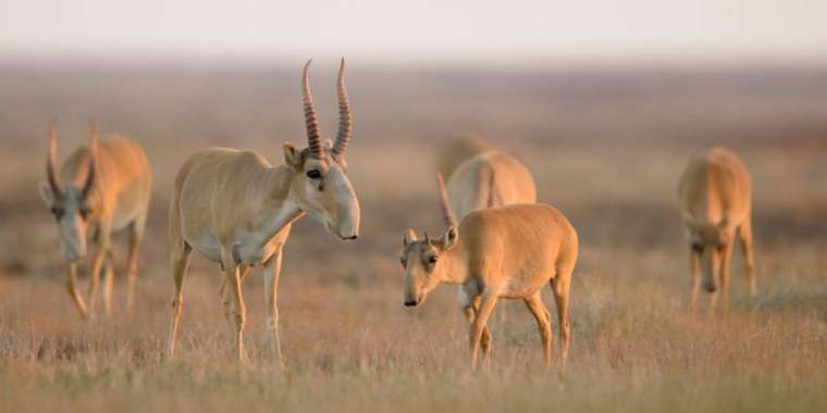 Қазақстан Қытайға 1 500 киік береді