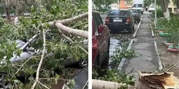 Дауыл кезінде үстіне ағаш құлап, қаза болған әйелдің үш несиесі жабылатын болды