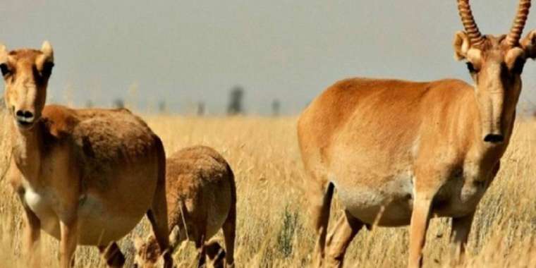 800 мың бас киік етке өткізілуі мүмкін