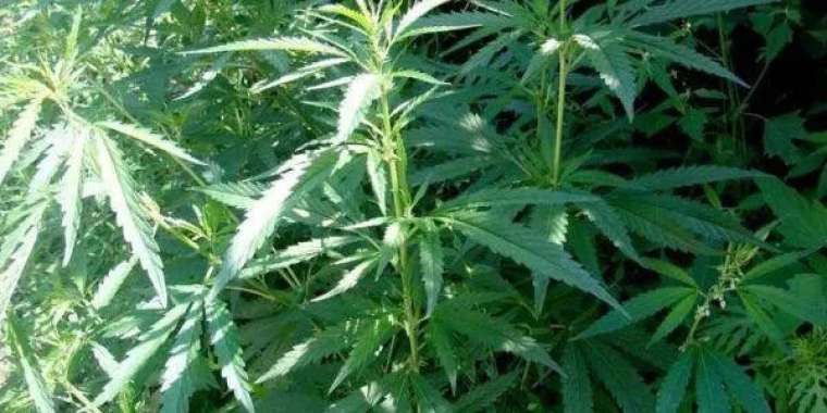 Биыл есірткіге қатысты 1 500-ге жуық қылмыс тіркелді