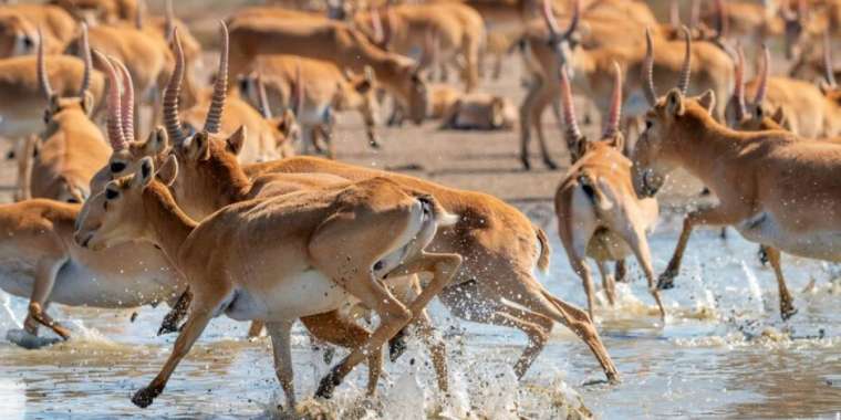 Қазақстанда киіктердің санын реттеу жұмыстары қайта басталады