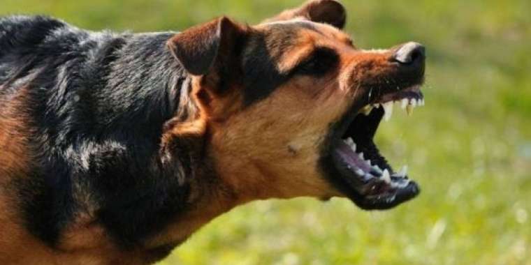 Алматы облысында он жастағы баланы иттер талады