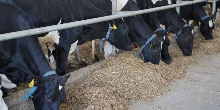 Ветеринариялық құжаты жоқ мал өнімін сатқандар жазаға тартылуы мүмкін