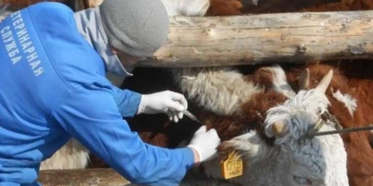 Қостанайда мал құтырды. Шектеу енгізілді