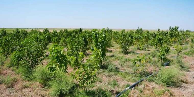 Түркістан: Келес ауданында жібек құрты өндіріледі