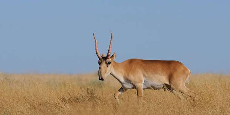 Шариғат бойынша киік етін жеуге бола ма?