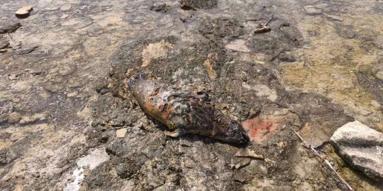 Каспий жағалауынан өлі итбалық табылды