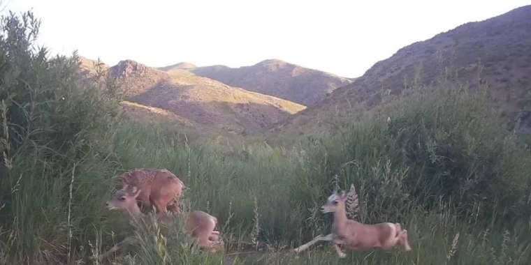 Фототұзаққа қозықаларын ерткен ұрғашы арқар түсті