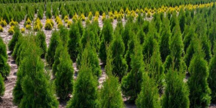 Алматыда болашақ орманға топырақ дайындап жатыр