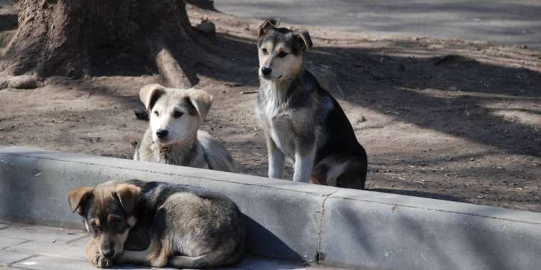 Қостанай облысында жарты жыл ішінде 1433 адамды ит қапқан