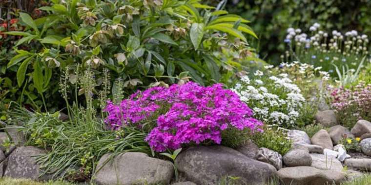 Қостанайда көшедегі гүлдерді жұлған азамат жауапқа тартылды