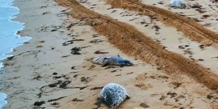 Ақтаудағы теңіз жағалауынан итбалық өлексесі табылды