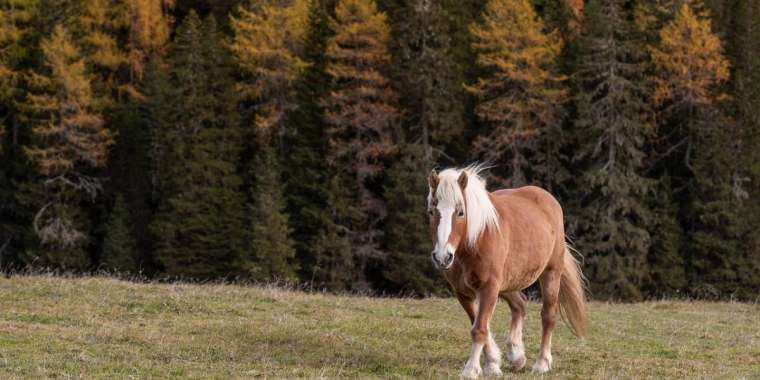 Италия жастарды ауылда ұстап қалудың жолын тапты