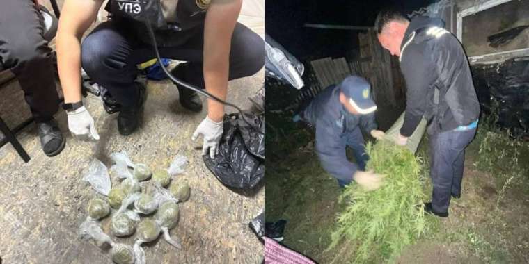 Қостанай облысында қарасора өсірген тұрғын ұсталды