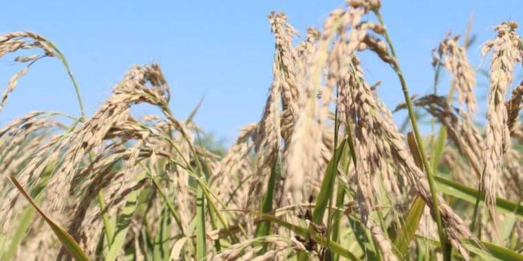 Қызылордада суды аз қажет ететін жаңа күріш сорты шығарылды