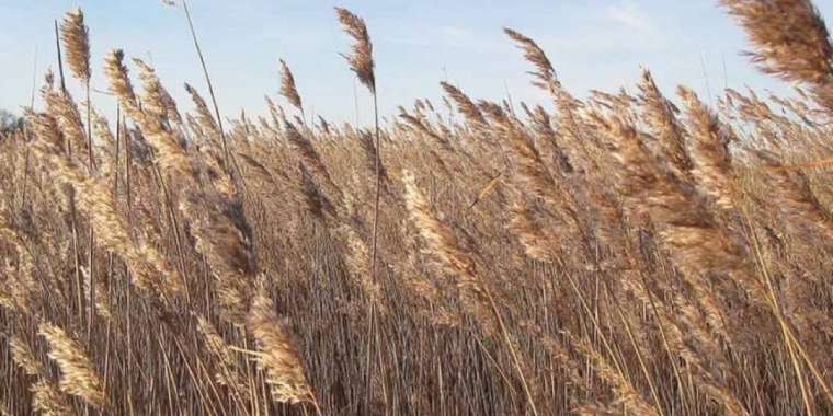 Алматыда қамыс арасынан ер адамның мәйіті табылды