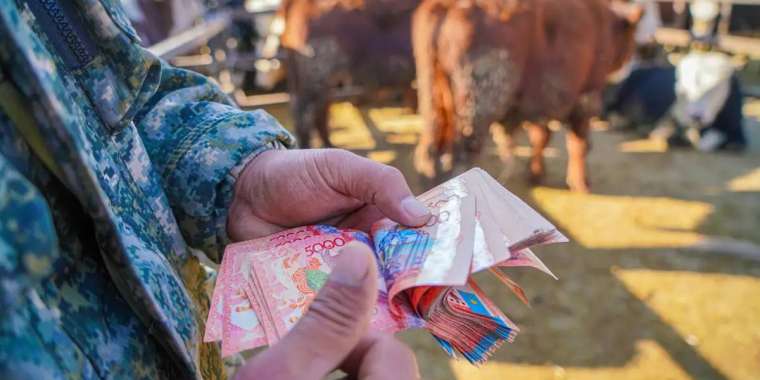 Қостанайда мал шаруашылығына бөлінген 96 млн теңге субсидия қолды болды