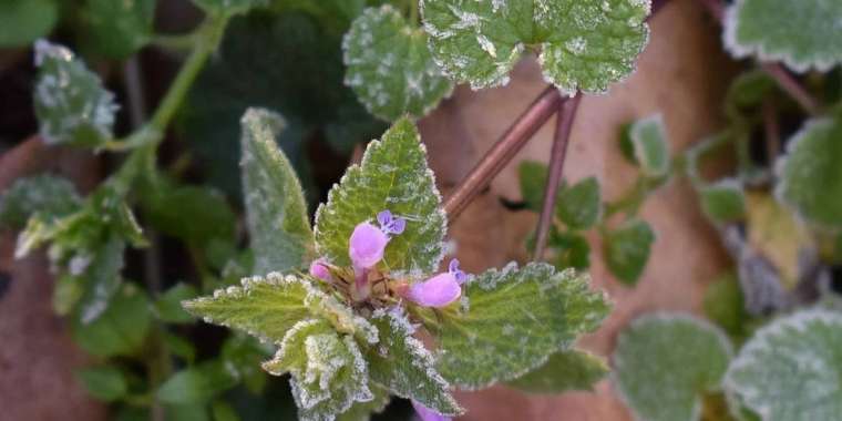 Еліміздің кей аймағында үсік жүреді