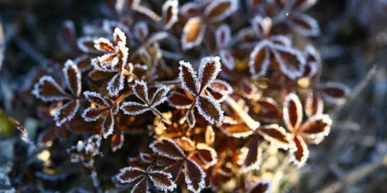 Үш облыста -1°С-қа дейін үсік күтіледі