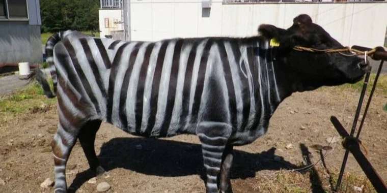 Зебра-сиыр: Шнобель сыйлығының қызық зерттеулері жарияланды