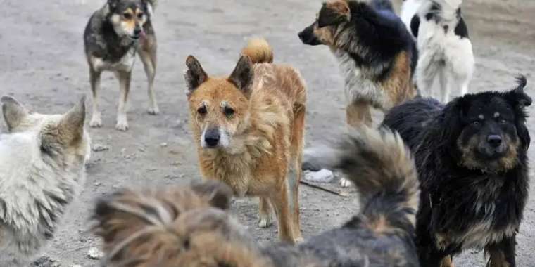 Қызылжарда бұралқы иттердің адамды қабуы жиіледі