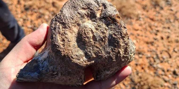 Қызылордада динозаврдың сүйегі табылды