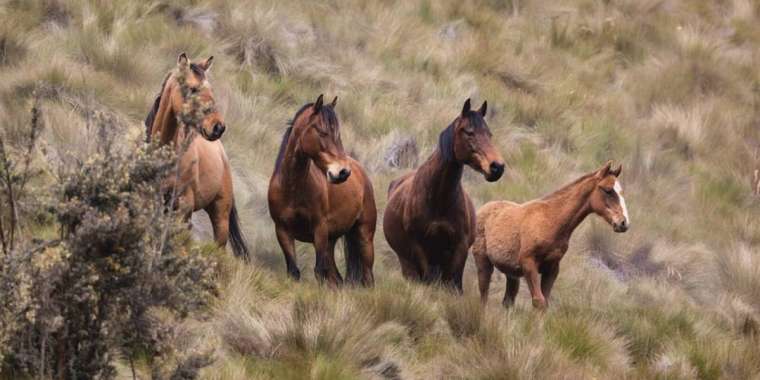 Қарағандылық фермер бір үйір жылқыны атып тастады деген күдікке ілінді