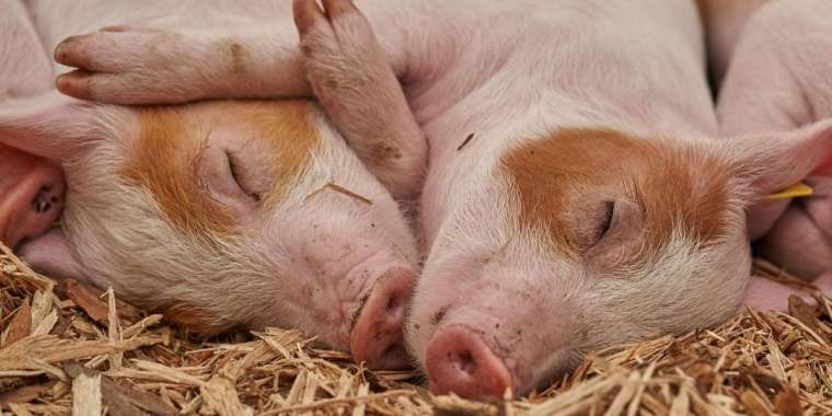 Қазақстан Қытайға шошқа етін экспорттауды жолға қояды