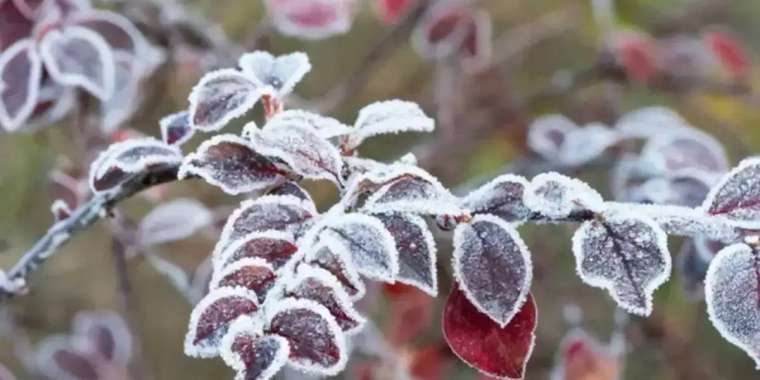 24 қазанда бірнеше өңірде үсік жүреді