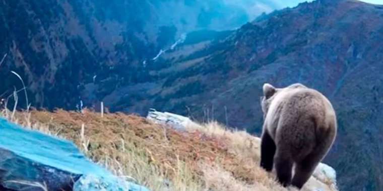 Риддер көшелерінде аю жүр