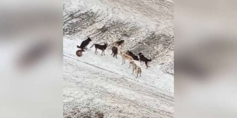 СҚО-да бұралқы иттер малдардың ішін жарып тастаған