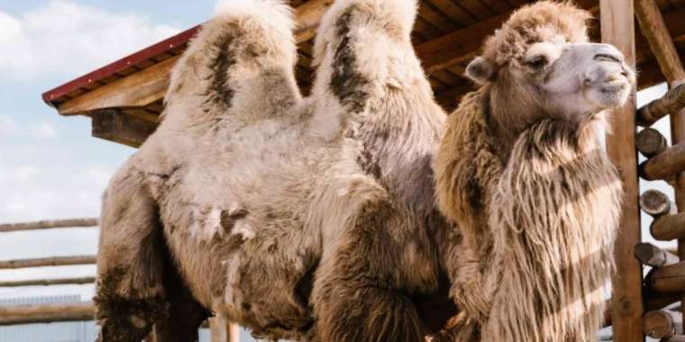 Атырау облысында аулада жүрген баланы түйе таптап кетті