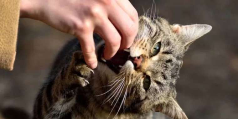 Қаңғыбас мысық тістеп алған маңғыстаулық тұрғын көз жұмды