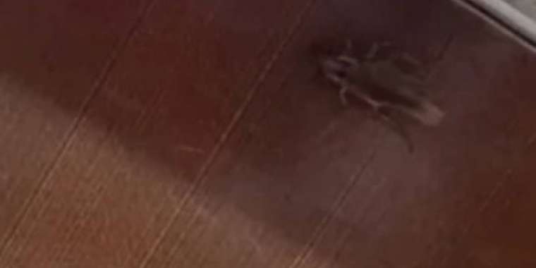 Алматыда тарақан қаптап кеткен балабақша тексеріліп жатыр