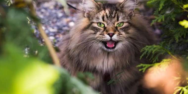 Маңғыстауда мысық тырнап алған адам құтырудан көз жұмды