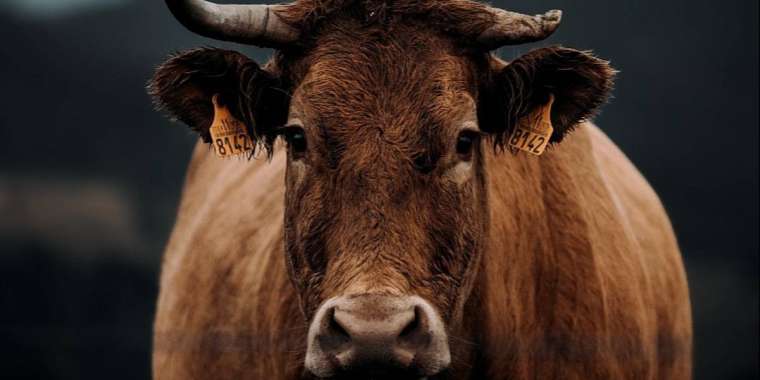 Алматы облысының әкімдігі сібір жарасы көмілген орынға қатысты жағдайды түсіндірді