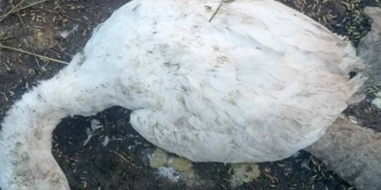 Павлодарда үй құстарының неден қырылғаны анықталмай отыр