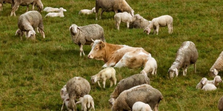 Қасапшыдан қашып кеткен сиыр қойларды паналапты