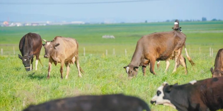 Үкімет көшпелі мал шаруашылығын дамытуға мән бермек