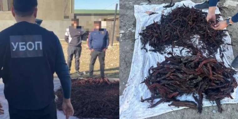 Түркістанда Қызыл кітапқа енген 100 келі сирек өсімдік тоналды