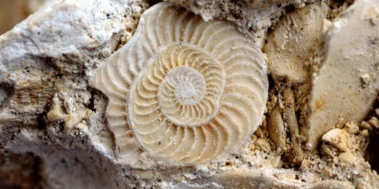 Фораминифералар? — адам баласына мұхит түбінен жеткен ескерту