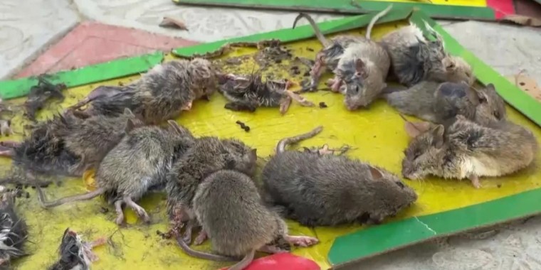 "Жинап, өртеп жатыр". Атырауда тышқан қаптап, мектептер мен балабақшалар жабылды