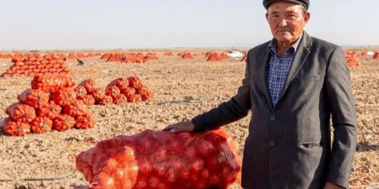 Жамбыл облысы пияз экспортынан көш бастады