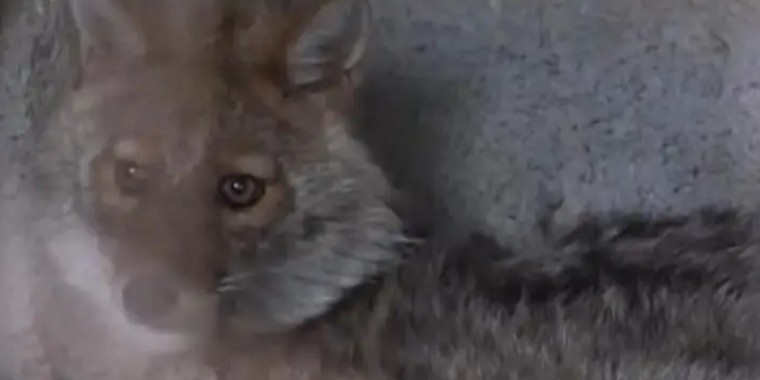 Солтүстік Қазақстанда түлкі баланы қауып алды