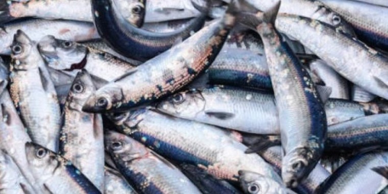 Бурабайда балық аулағандар сотталды